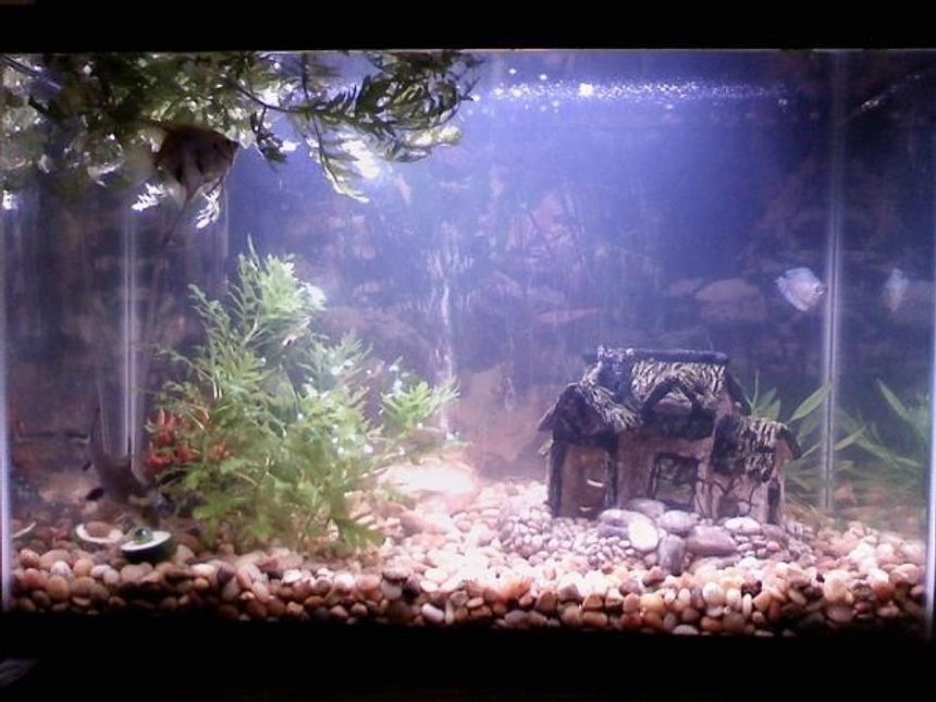 Rated #3721: 20 Gallons Freshwater Fish Tank - It's hard to see the fish, the ornament hiding behind the bush, the rock in the center of the tank, and the bush hiding behind the house trying to get bigger but they're there. I'm trying to find the perfect plant to put next the house to mimic a bush or tree but still haven't found one I want.