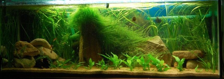 Rated #82: 74 Gallons Planted Tank - 4ft