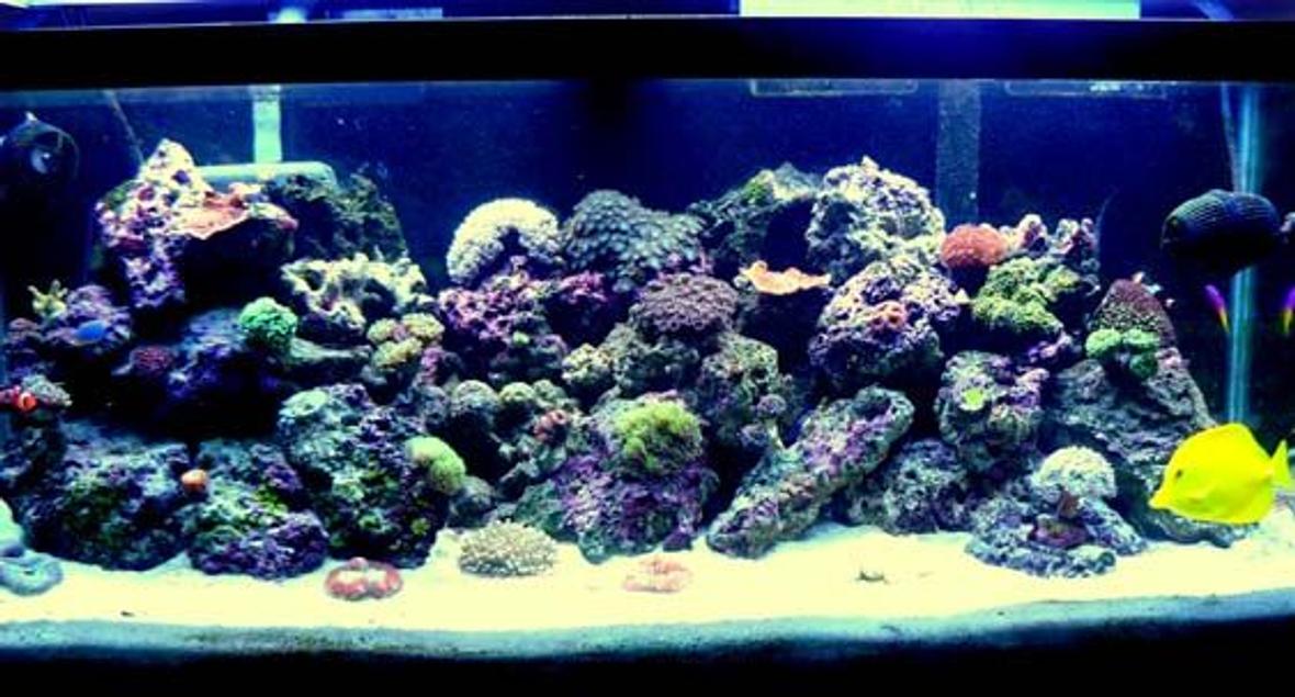 75 gallons reef tank (mostly live coral and fish) - My Caribbean Paradise