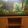 fish tank picture - My 75 gallon tank