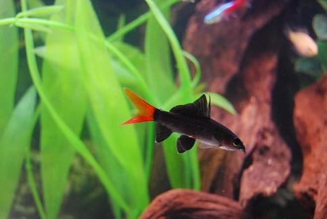 freshwater fish - epalzeorhynchos bicolor - redtail shark stocking in 50 gallons tank - Red Tail Shark