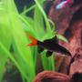 freshwater fish - epalzeorhynchos bicolor - redtail shark stocking in 50 gallons tank - Red Tail Shark