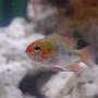 freshwater fish - papiliochromis ramirezi - german gold ram stocking in 50 gallons tank - Microgeophagus Ramirezi