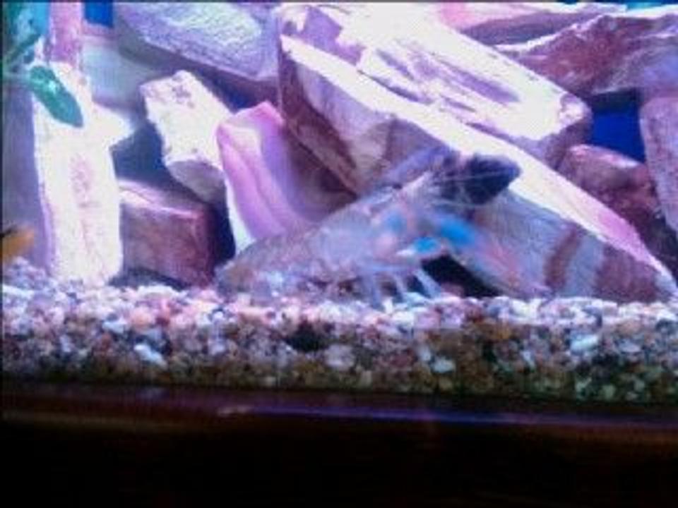 corals inverts - procambarus sp. - hammers cobalt blue lobster stocking in 60 gallons tank - Freddy the Lobster