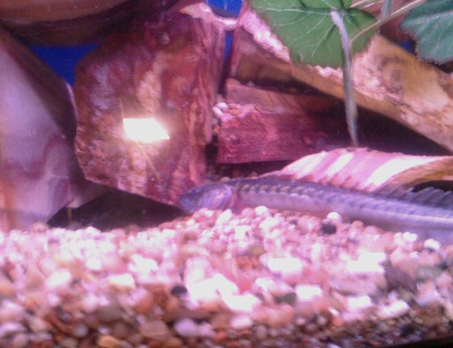 freshwater fish - gobioides broussonnetii - prehistoric dragon goby stocking in 60 gallons tank - My favorite in the tank my little dragon.
Well hes around 7 1/2 inches so yea...