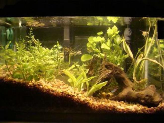 10 gallons planted tank (mostly live plants and fish) - my 10 gallon