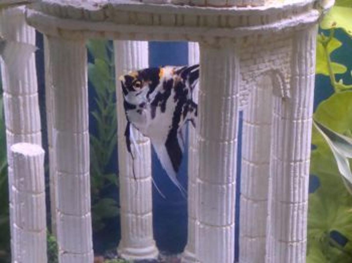 freshwater fish - pterophyllum sp. - koi angel stocking in 55 gallons tank - My angelfish Micah.