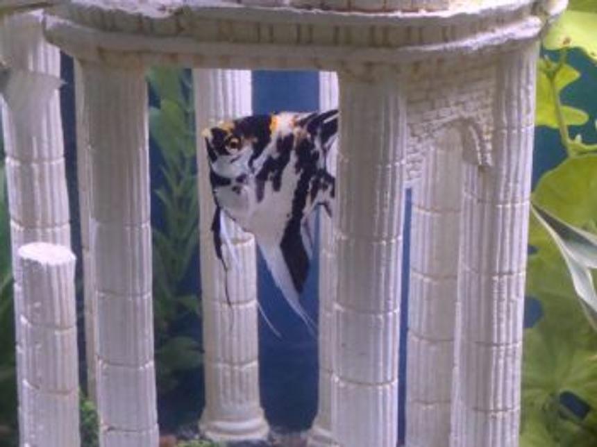 Rated #154: Freshwater Fish - Pterophyllum Sp. - Koi Angel Stocking In 55 Gallons Tank - My angelfish Micah.