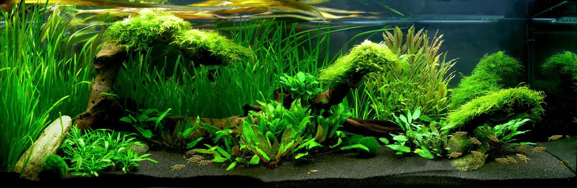 40 gallons planted tank (mostly live plants and fish) - a Fishtank looks like Australia....