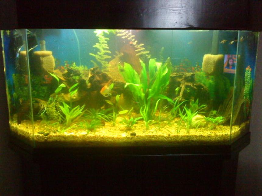 Rated #174: 100 Gallons Planted Tank - 1st real planted tank, about 3 weeks in now, got some decent growth and a few new plant additions. My fishes love all the new hiding places.
