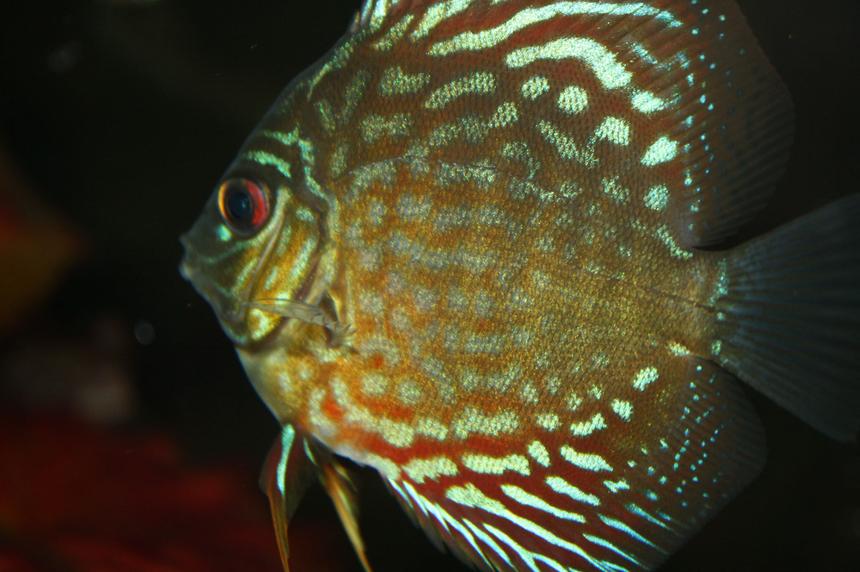 Rated #218: Freshwater Fish - Symphysodon Spp. - Snakeskin Discus Stocking In 55 Gallons Tank - my snakeskin discus