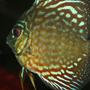 freshwater fish - symphysodon spp. - snakeskin discus stocking in 55 gallons tank - my snakeskin discus