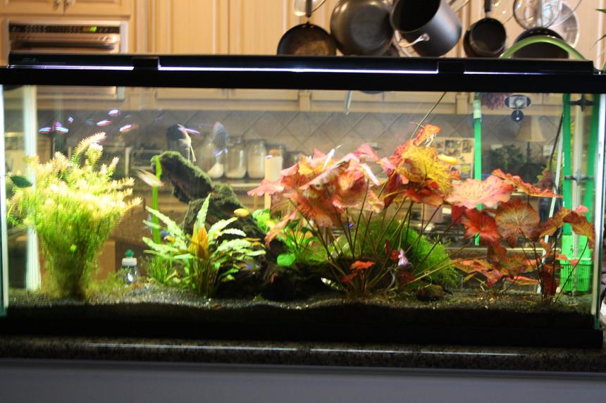 Rated #136: 55 Gallons Planted Tank - my pride andjoy
