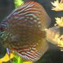 freshwater fish - symphysodon sp. - spider discus stocking in 55 gallons tank - colorful but fuzzy