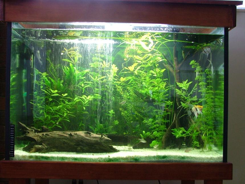 Rated #47: 68 Gallons Planted Tank - My main Planted Tank with 6 Angels as the main fish in the tank, also contains 5 Xray Tetras and 4 Bristlenosed Catfish.