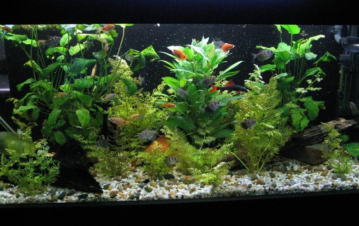 60 gallons planted tank (mostly live plants and fish) - my 4ft tank, planted to my liking