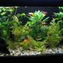 60 gallons planted tank (mostly live plants and fish) - my 4ft tank, planted to my liking