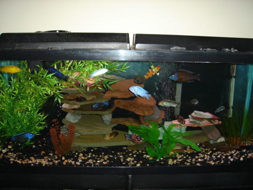 Rated #1875: 55 Gallons Freshwater Fish Tank - Cichlidness