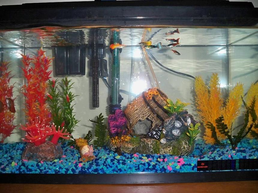 Rated #4199: 10 Gallons Freshwater Fish Tank - this is my new 10 g fish tank