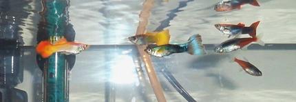 freshwater fish - poecilia reticulata - blue delta guppy stocking in 10 gallons tank - these are my 4 male fancy guppies along with my two neon tetras