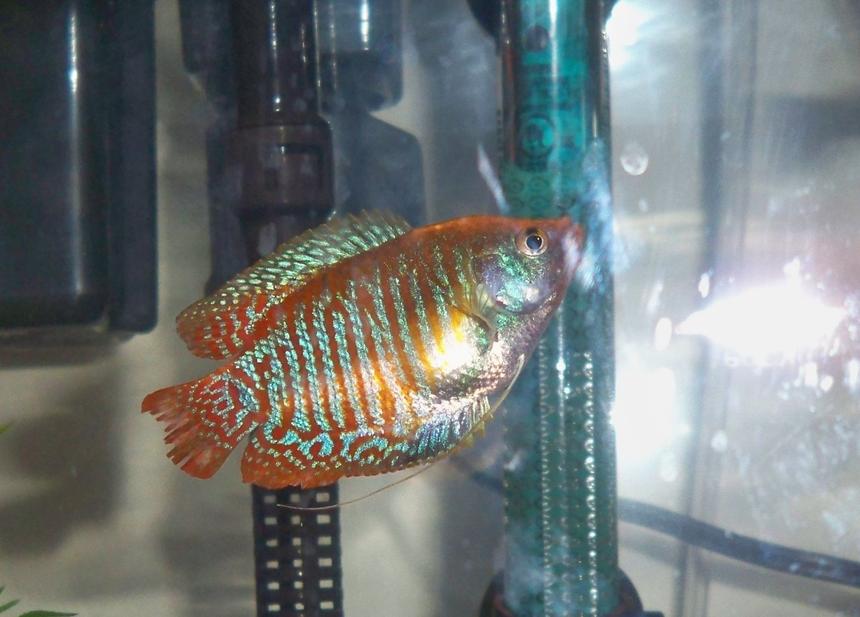 Rated #523: Freshwater Fish - Colisa Lalia - Dwarf Gourami Stocking In 10 Gallons Tank - my dwarf gourami