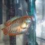 freshwater fish - colisa lalia - dwarf gourami stocking in 10 gallons tank - my dwarf gourami