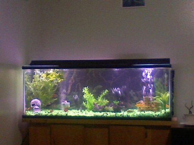 60 gallons freshwater fish tank (mostly fish and non-living decorations) - 60 gallon fresh water tank. green and black rocks with shinny black oval marbles. Three african faces represent the type of fish i have in my tank various types of AFRICAN CICHLIDS. 1skull on the left representing the several fish that were killed by the others in the proccess of me finding out witch were aggressive enough 2 be in this survivalist tank. YEPP I like beautiful but the most aggressive cichlids of all. my favorite of all so far is my electric blue johonni, and my super red jewell cichlids. I also love red devils, but i can't afford 2 keep replacin the fish that they massecer at the rapid rate they do it in.NOTE 2 ALL CICHLID LOVERS, IF  U WANT RED DEVILS IN UR TANK B PREPARED 2 EVENTUALLY CONSIDER ALL OTHER BREEDS A PART OF THERE DIET!!!