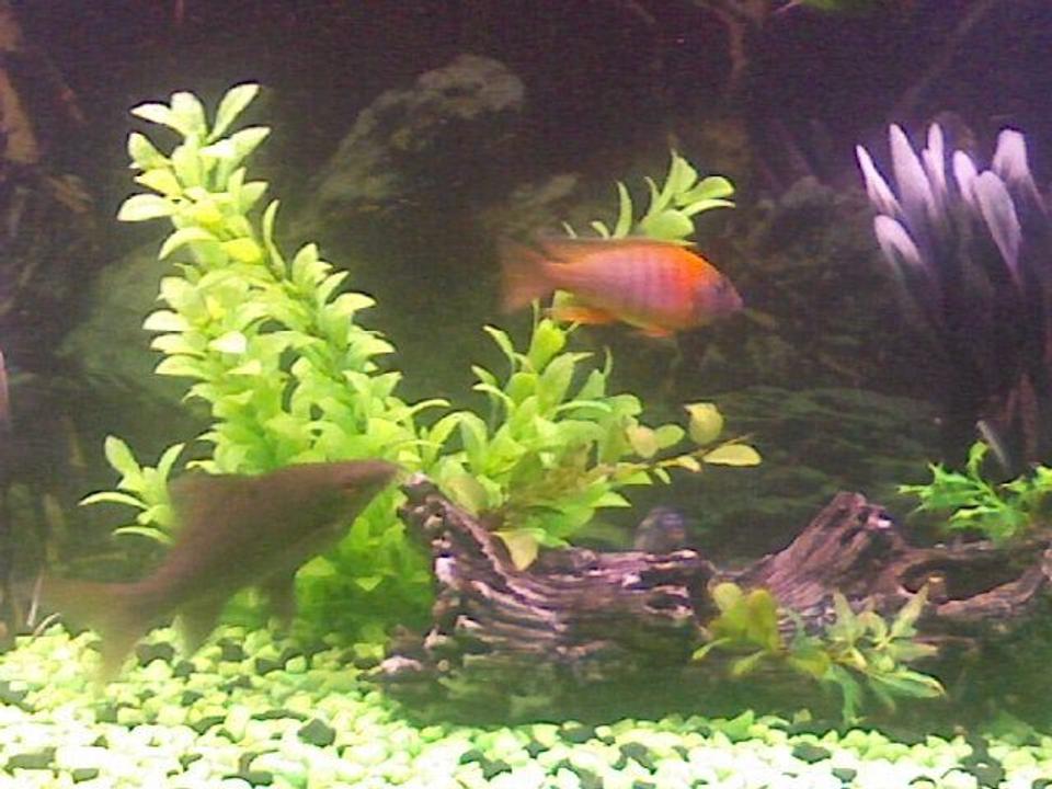 freshwater fish - aulonocara rubescens - ruby red peacock stocking in 60 gallons tank - this is my black shark chasing my peacock cichlid. the black shark is the only fish that I have found that is aggressive enough to live with my cichlids.it actualy runs my tank