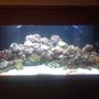 156 gallons reef tank (mostly live coral and fish) - the lights just came on