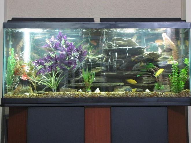 55 gallons freshwater fish tank (mostly fish and non-living decorations) - African cichlids fish,  tank is 55g and decoration is rock, artificial plant and 1 volcano.