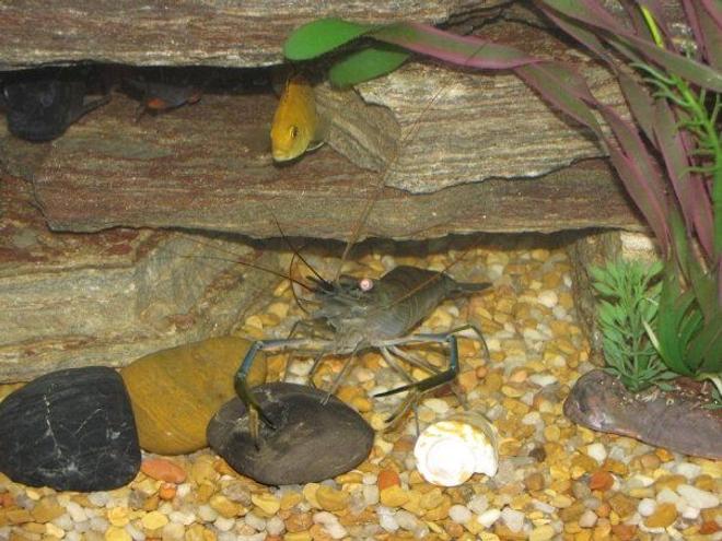 corals inverts - lysmata wurdemanni - peppermint shrimp stocking in 55 gallons tank - My ciclids fish