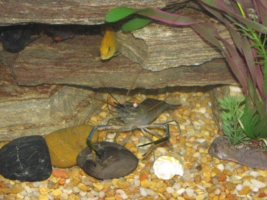 Rated #89: Corals Inverts - Lysmata Wurdemanni - Peppermint Shrimp Stocking In 55 Gallons Tank - My ciclids fish