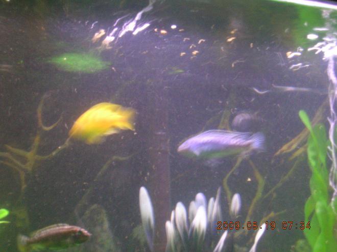 freshwater fish - melanochromis johannii - johanni cichlid stocking in 60 gallons tank - electric blue johonni, bumble bee, and i cant remember the nam of black.e of the black one. it looks just like the electric blue but its black, ant sometimes its all yellow with no traces