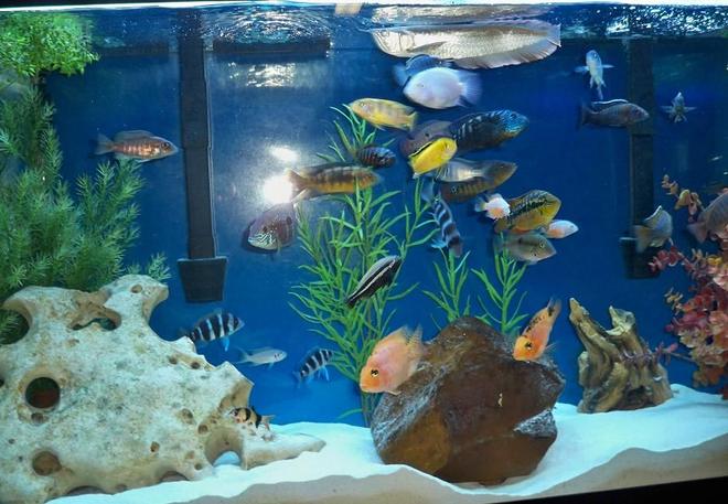 freshwater fish - cyphotilapia frontosa - frontosa cichlid stocking in 60 gallons tank - time to eat!!!