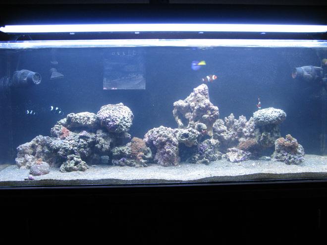 60 gallons reef tank (mostly live coral and fish) - 60GAL