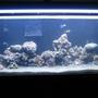 60 gallons reef tank (mostly live coral and fish) - 60GAL