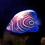 saltwater fish - pomacanthus imperator - imperator angelfish stocking in 130 gallons tank - Imperator Angel Fish - took a pic of him at night when he was roaming around. : )