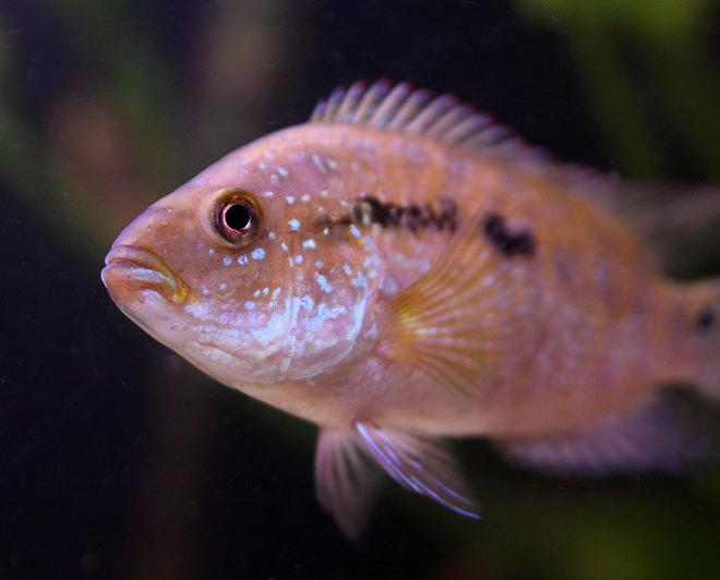 freshwater fish - nandopsis octofasciatum - jack dempsey stocking in 45 gallons tank - Jack Dempsey