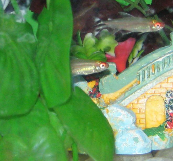 freshwater fish - moenkhausia sanctaefilomene - red eye tetra stocking in 40 gallons tank - Staying Alive