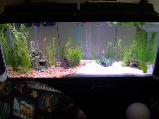 55 gallons freshwater fish tank (mostly fish and non-living decorations) - taken on 8/24/09

Recently did the annual clean and since home depot no longer has the sand i used when starting the tank last yr i decided to go for the half&half look for the sake of a thicker substrate bed, i think it came out nice. I also rearranged everything and placed my plants in bunches as opposed to just along the sides and i think it makes it seem a bit more full. also added in 2 mondo grass which seem to have taken well. backdrop is now also gone for now, i seem to like being able to look through to the wall i guess