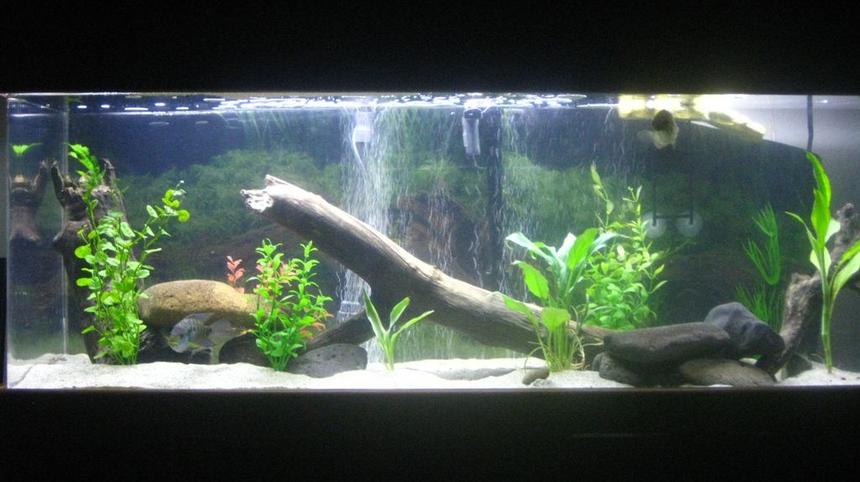 Rated #100: 65 Gallons Freshwater Fish Tank - Larger mouth bass, Jack Dempsey, North American pond Turtle