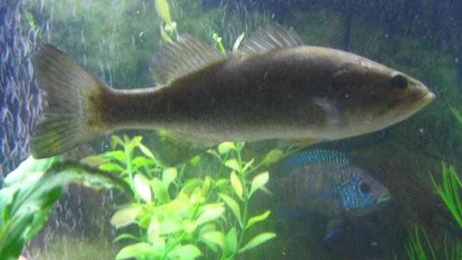 freshwater fish - micropterus salmoides - largemouth bass stocking in 65 gallons tank - Large Mouth Bass with my Jack Dempsey in the background.
