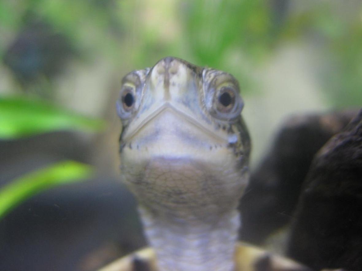 corals inverts - trachemys scripta scripta - yellow belly slider turtle stocking in 65 gallons tank - My Turtle