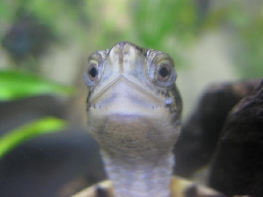 Rated #103: Corals Inverts - Trachemys Scripta Scripta - Yellow Belly Slider Turtle Stocking In 65 Gallons Tank - My Turtle