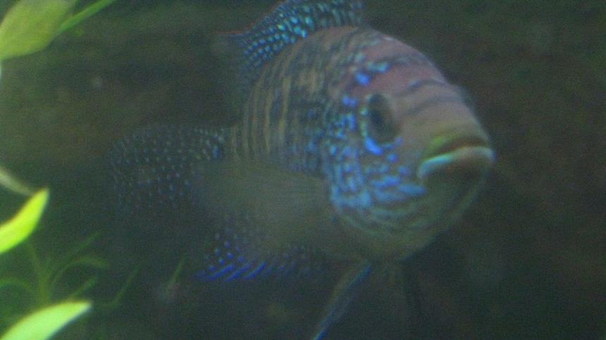 Rated #677: Freshwater Fish - Nandopsis Octofasciatum - Jack Dempsey Stocking In 65 Gallons Tank - Dempsey