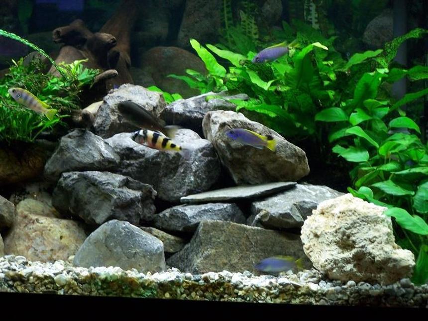 Rated #86: Freshwater Fish - Astatotilapia Latifasciata - Zebra Obliquidens Stocking In 75 Gallons Tank - 75 gallon Malawi Rift Lake tank with low light life plants. There are: Zebra Obliquidens, PS Acei, Yellow labs, pearlmutt labs, Rusty cichlids, Bristlenose pleco and Synodontis multipunctatus.