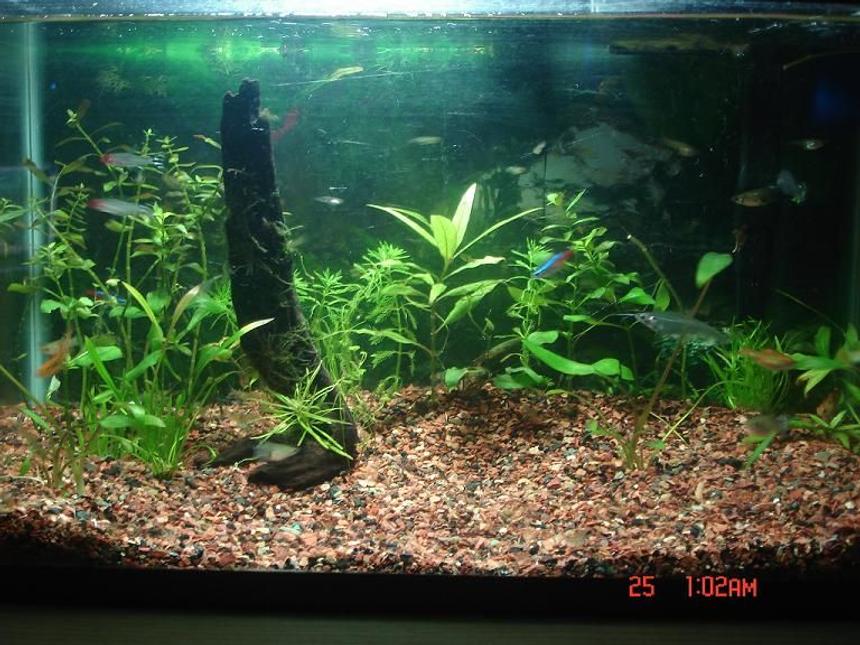 Rated #176: 10 Gallons Planted Tank - My first planted tank. Ludwiga and other assorted plants. Fish kept are Neon Tetra, Rummy Nose Tetra, Fancy Guppy, and Ghost Catfish. The substrate used is Seachem Flourite.