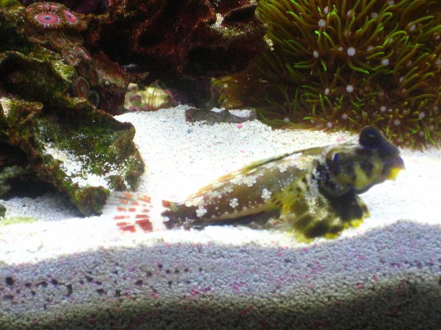 Rated #55: Saltwater Fish - Synchiropus Ocellatus - Scooter Blenny Stocking In 220 Gallons Tank - Scooter Blenny