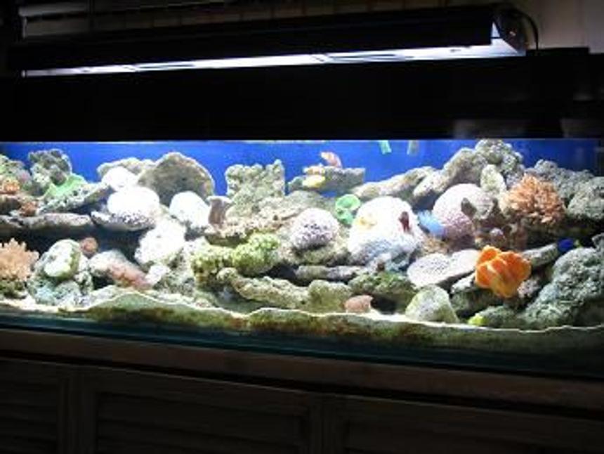 Rated #120: 130 Gallons Reef Tank - 72*18*18 size tank with soft corals,live rocks,anemones..4 types of clown,damsel,gobies cover the tank..2 MH 2 moonlit,insump skimmer,2 wavemakers,diffuser endore my tank...enjoy