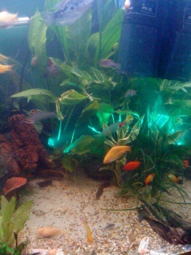 freshwater fish - xiphophorus maculatus - gold twin bar platy stocking in 80 gallons tank - My new 220 ltr freshwater